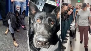 Heroic Florida K-9 returns to sheriff’s office days after being shot protecting 3 deputies, losing leg