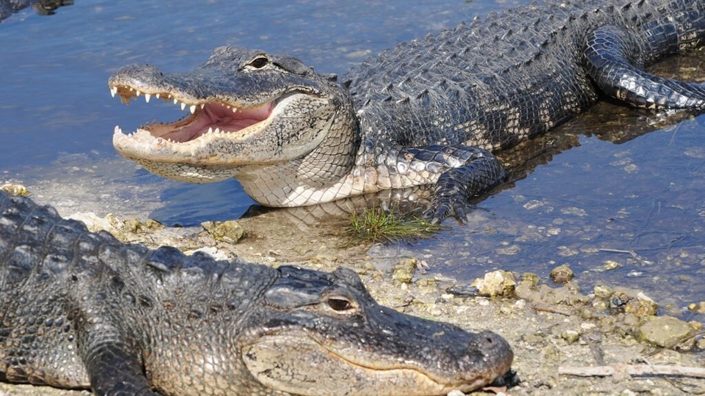 Boater scared off alligator, then used rope to stop bleeding after Florida woman lost arm Boater scared off alligator, then used rope to stop bleeding after Florida woman lost arm