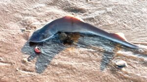 Beach walk takes horrifying turn after woman spots something scattered in the sand Beach walk takes horrifying turn after woman spots something scattered in the sand