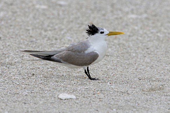 NSW’s fifth bird flu case has been confirmed in a greater crested tern, a species which suffered a mass die-off in South Australia.