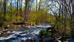 Dangerous rabid beavers attack 2 teens, with 1 airlifted and popular park partially closed