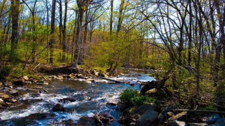 Dangerous rabid beavers attack 2 teens, with 1 airlifted and popular park partially closed