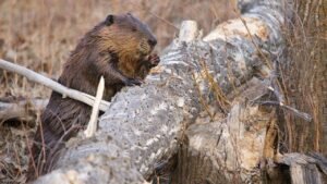 Maryland rocked by third beaver attack in weeks after 2 animals test positive for rabies Maryland rocked by third beaver attack in weeks after 2 animals test positive for rabies
