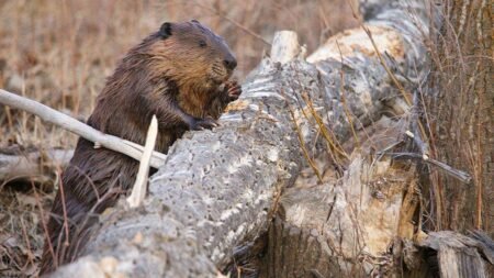 Maryland rocked by third beaver attack in weeks after 2 animals test positive for rabies Maryland rocked by third beaver attack in weeks after 2 animals test positive for rabies