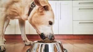 Frozen dog food recalled over salmonella contamination that led to multiple pet illnesses