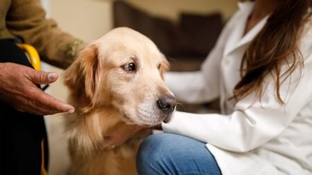 Dog food linked to nearly 200 reports of potential canine vision loss, prompting massive recall Dog food linked to nearly 200 reports of potential canine vision loss, prompting massive recall