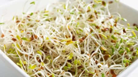 E coli and salmonella outbreak linked to alfalfa sprouts sickens dozens across multiple states
