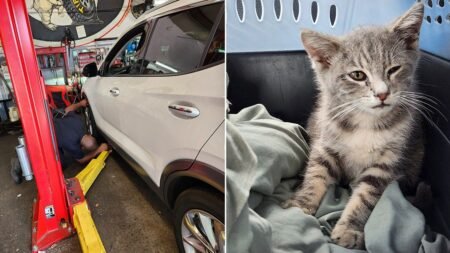 Surprise traveler trapped beneath car for hundreds of miles gets new chance at life