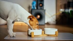 Dog food recalled across US and Canada after complaints of metal contamination