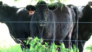 American ranchers face historic cattle shortage as Trump vows to lower beef prices American ranchers face historic cattle shortage as Trump vows to lower beef prices