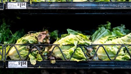 Massive lettuce-linked outbreak expands to 3 more states with over 11,000 illnesses