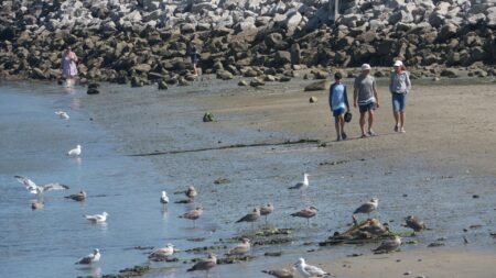 Shark sightings surge along southern Maine coast as experts explain what’s driving the spike Shark sightings surge along southern Maine coast as experts explain what’s driving the spike