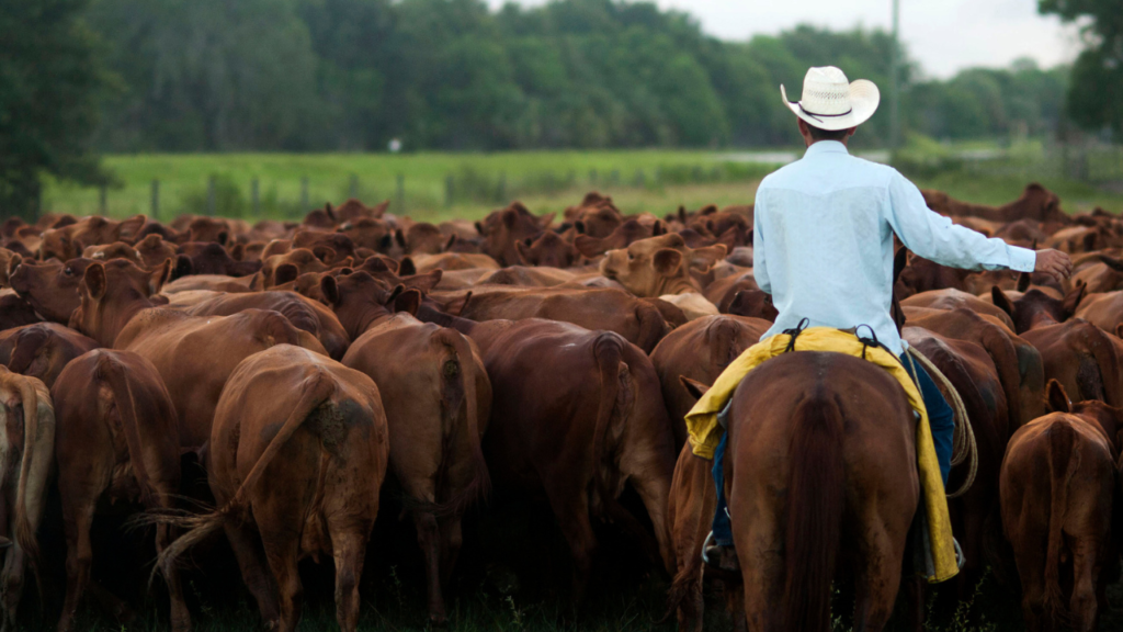 Trump goes after the companies ranchers blame for the beef price squeeze Trump goes after the companies ranchers blame for the beef price squeeze