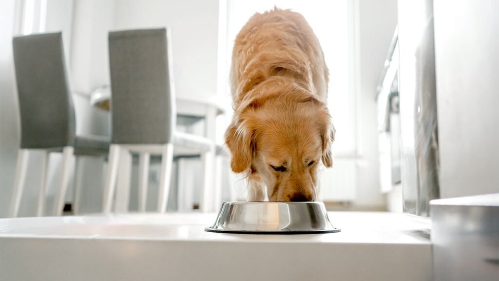 Nearly 2,000 pounds of pet food recalled over salmonella, listeria risk