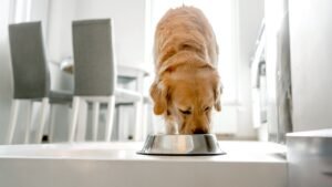 Nearly 2,000 pounds of pet food recalled over salmonella, listeria risk