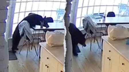 Colorado family wakes up to bear eating breakfast in kitchen Colorado family wakes up to bear eating breakfast in kitchen