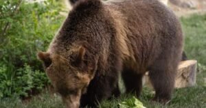 Fitz the grizzly bear briefly escapes his enclosure at the Calgary Zoo