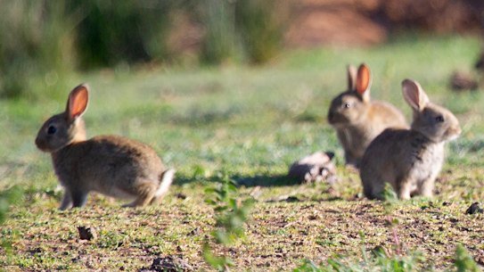 Rabbit populations are booming in rural and urban areas.