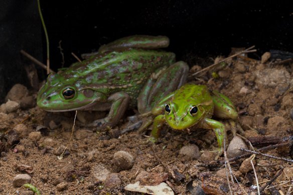 Two growling grass frogs on the Grampians Peaks Trail.