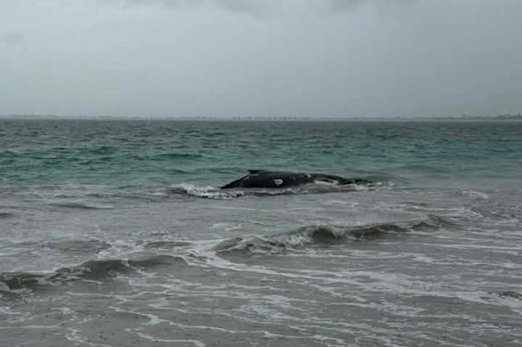 The whale on Wednesday morning.