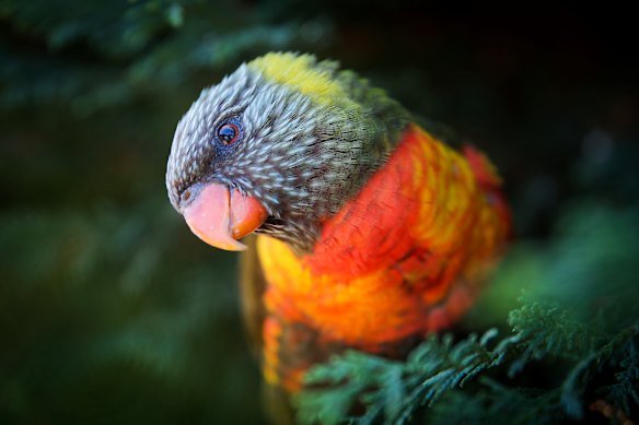 The world would be a sadder place without the rainbow lorikeet and its fellows.