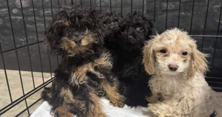 Nearly 100 dogs rescued from home in Fort McMurray Nearly 100 dogs rescued from home in Fort McMurray