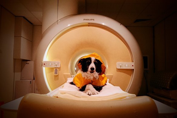 Fourteen dog brains were scanned in MRI machines to see how they reacted to human emotions.
