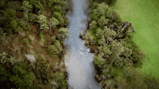 Dezi GIF
