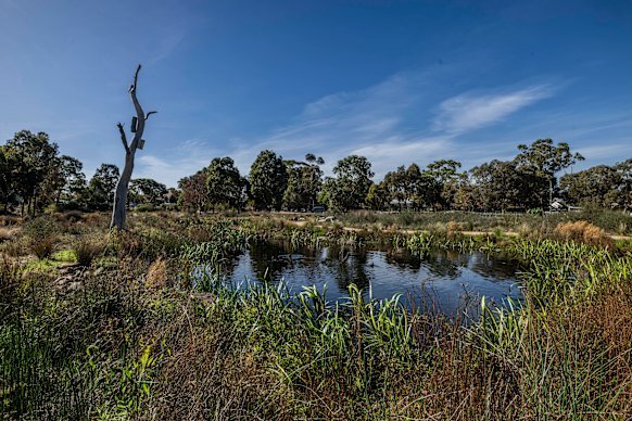 The Yalukit Willam Nature Reserve sits on the former site of the Elsternwick Golf Course. 