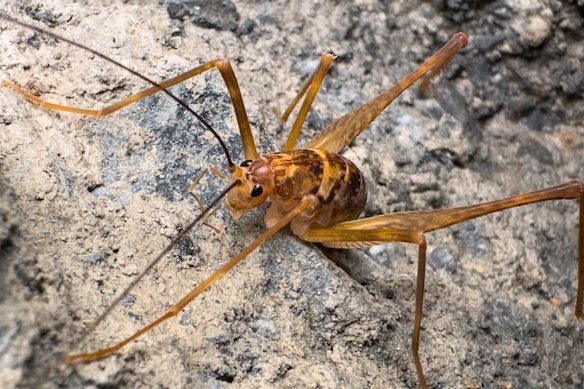 Researchers have recently described a new species of cave cricket, found within the cave systems of Jenolan, Wombeyan and Abercrombie. 