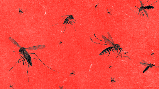 A low-powered AI device could help detect the world’s worst mosquito species.