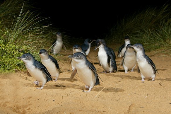 A Phillip Island penguin has died from bird flu.
