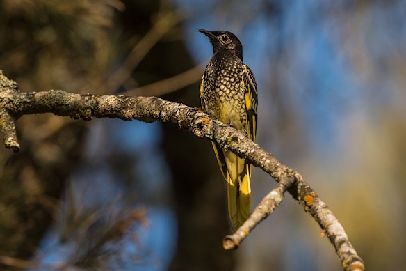 Between 200 and 400 regent honeyeaters exist in the wild.