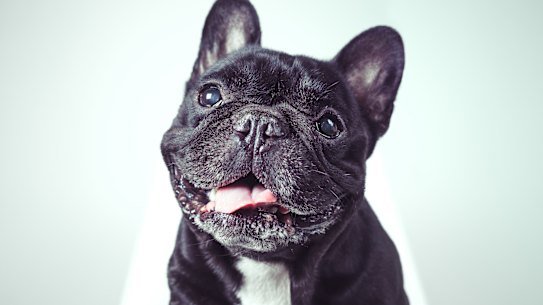French bulldogs are cute but prone to health risks.