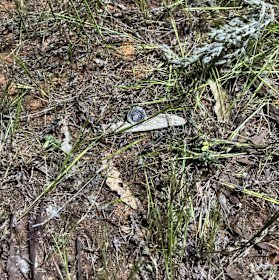 The remnants of the bullet fired at Max and Lacey Ditchfield’s campervan.
