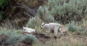 Status of ‘iconic’ mountain goats living near evacuated B.C. community is uncertain Status of ‘iconic’ mountain goats living near evacuated B.C. community is uncertain
