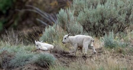 Status of ‘iconic’ mountain goats living near evacuated B.C. community is uncertain Status of ‘iconic’ mountain goats living near evacuated B.C. community is uncertain
