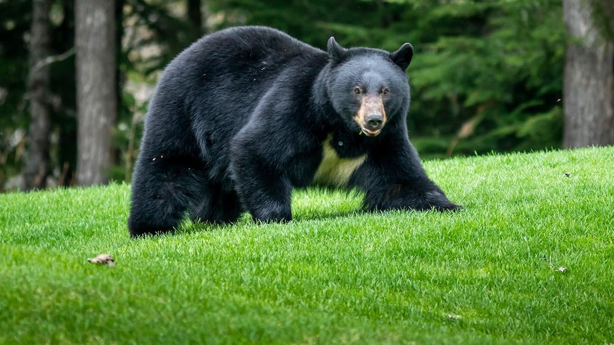A black bear in the wild.
