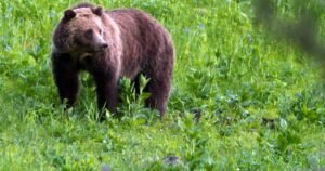 72-year-old woman seriously injured in grizzly bear attack in remote area of B.C. 72-year-old woman seriously injured in grizzly bear attack in remote area of B.C.