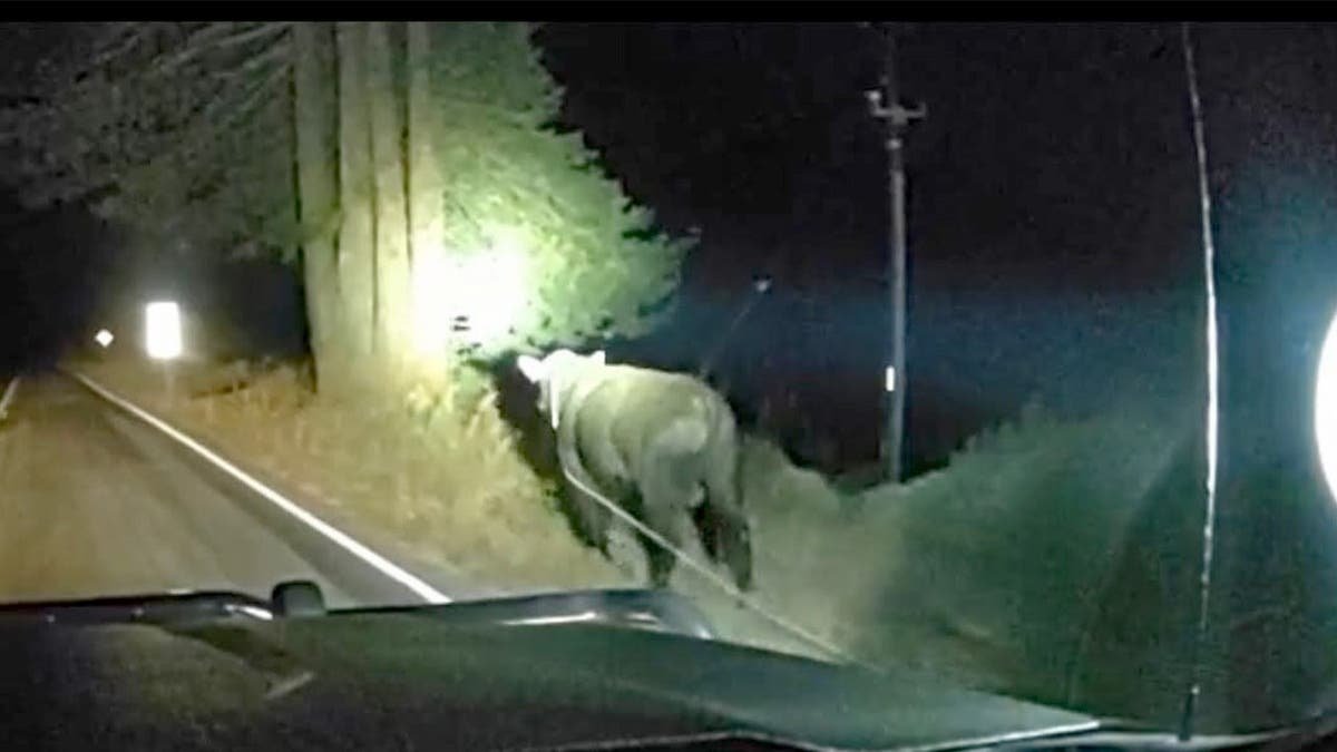 A loose bull on a highway in California