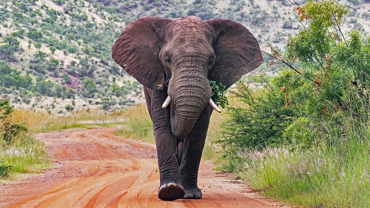 African bush elephant walking on a red dirt road in Pilanesberg National Park