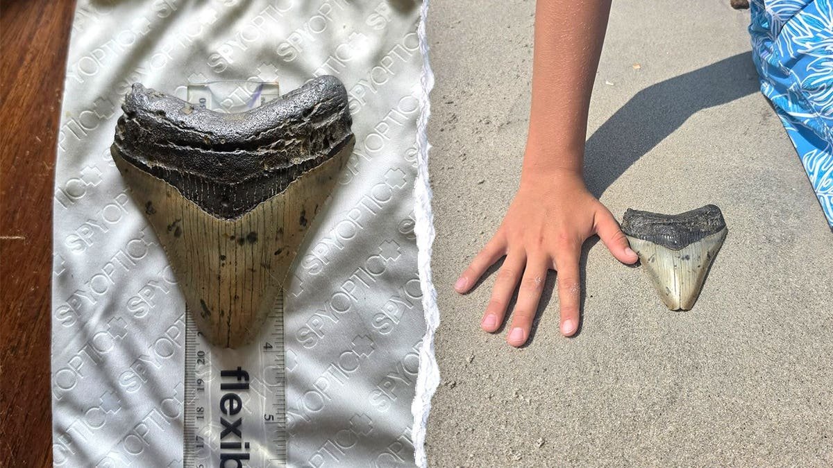 Split image of ancient tooth, Bo's hand next to tooth