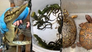 69 live animals found stuffed in pillowcases in hidden car compartment after border arrest: Feds 69 live animals found stuffed in pillowcases in hidden car compartment after border arrest: Feds