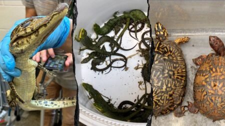 69 live animals found stuffed in pillowcases in hidden car compartment after border arrest: Feds 69 live animals found stuffed in pillowcases in hidden car compartment after border arrest: Feds