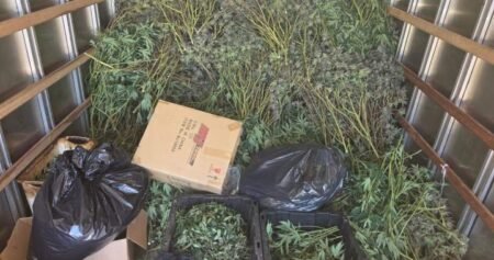 Police seize .5M in illegal cannabis from Brampton grow operation