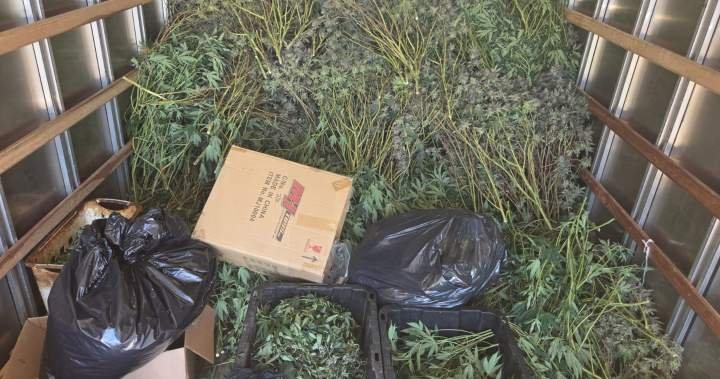 Police seize .5M in illegal cannabis from Brampton grow operation Police seize .5M in illegal cannabis from Brampton grow operation