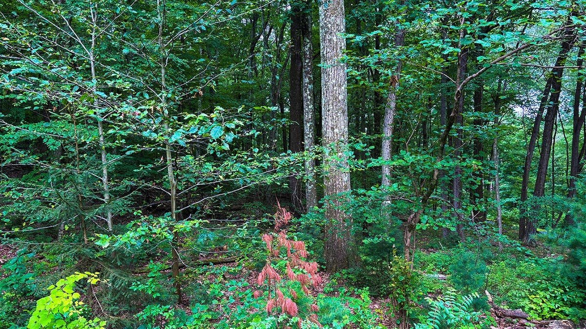 image shows woods on yard