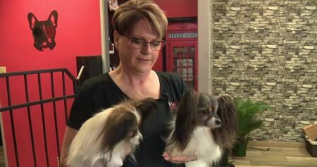 Possible WestJet strike leaves dog competitor out thousands in rebooking fees