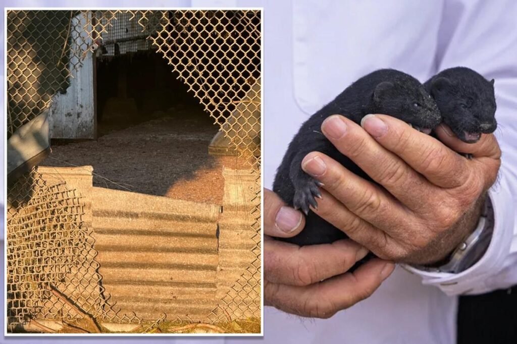 1,500 mink escape from Oregon farm after fence is cut open reportedly by extremist animal rights group 1,500 mink escape from Oregon farm after fence is cut open reportedly by extremist animal rights group