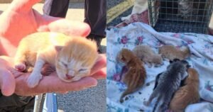 Mother cat, 6 newborn kittens found sheltering beneath Ontario police cruiser